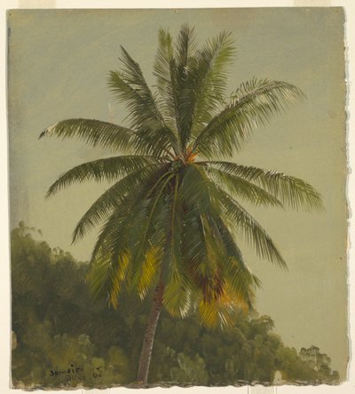 ヤシの木の研究、ジャマイカ 作： Frederic Edwin Church