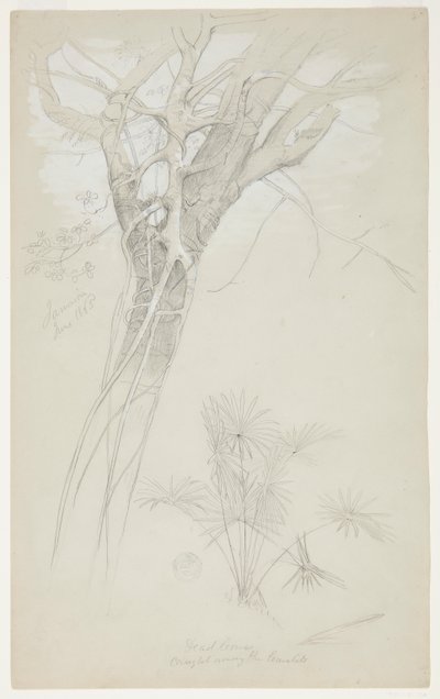 木の幹、寄生虫のつる、およびヤシの木の研究、ジャマイカ 作： Frederic Edwin Church