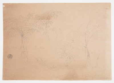 エクアドル、ジョルジェ近郊の 2 本の木と 3 本の植物の研究 作： Frederic Edwin Church