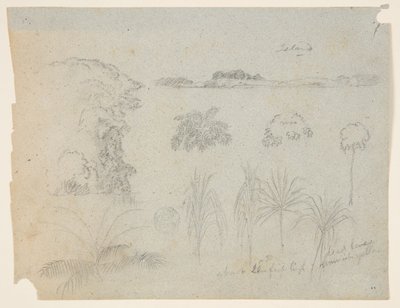 梢・樹木・五草図・離島で学ぶ 作： Frederic Edwin Church