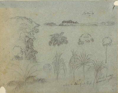 木のてっぺん、木、植物の5つのデザイン、遠くの島で学ぶ 作： Frederic Edwin Church