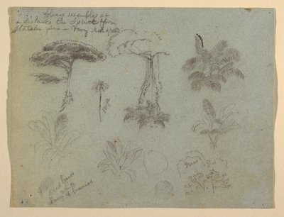 コロンビアのリオ・マグダレナから見た樹木研究 作： Frederic Edwin Church