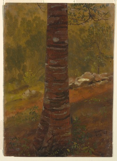 木の幹、ジャマイカ 作： Frederic Edwin Church