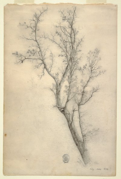 多くの枝を持つ木 作： Frederic Edwin Church