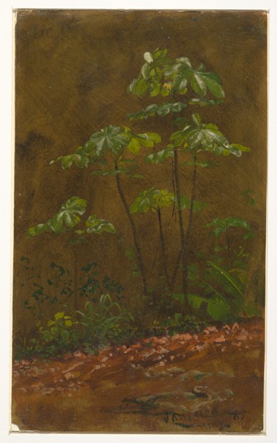 トランペットの木、ジャマイカ 作： Frederic Edwin Church