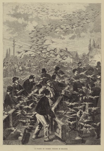 ベルギーの伝書鳩の飛行 作： Frederic Theodore Lix