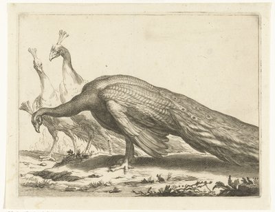 クジャク Abraham Bloemaert のドローイング ブック (シリーズ タイトル) 作： Frederick Bloemaert