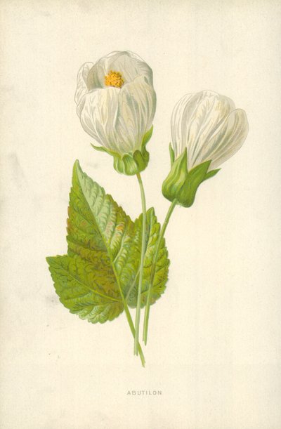 アブチロン 作： Frederick Edward Hulme