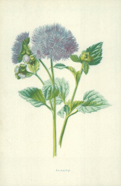 アゲラタム 作： Frederick Edward Hulme