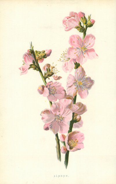 アーモンド 作： Frederick Edward Hulme