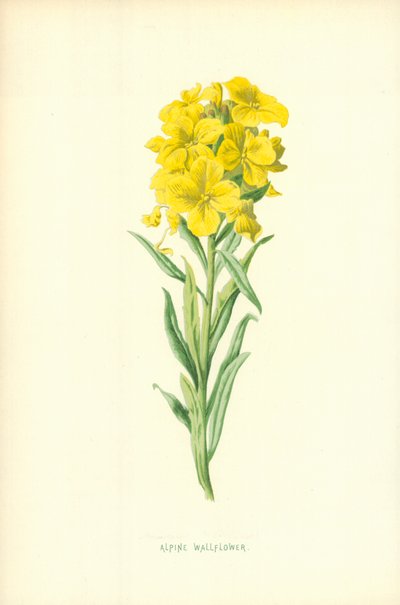 アルパインウォールフラワー 作： Frederick Edward Hulme