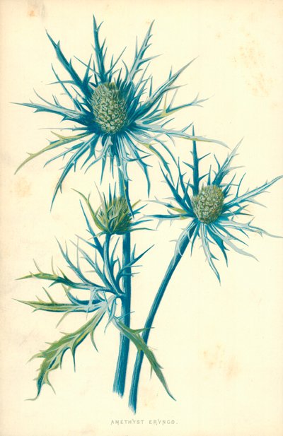 アメジストエリンゴ 作： Frederick Edward Hulme