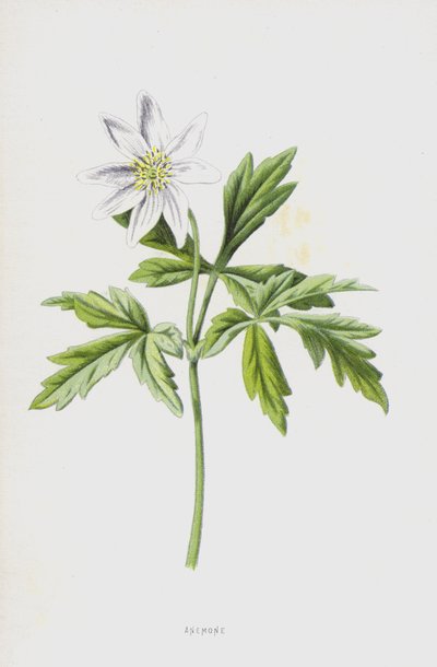 アネモネ（クロモリト） 作： Frederick Edward Hulme