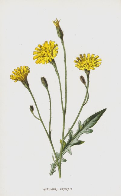秋のタカ（クロモリト） 作： Frederick Edward Hulme