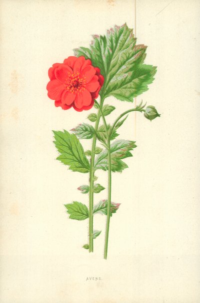 エイヴンズ 作： Frederick Edward Hulme