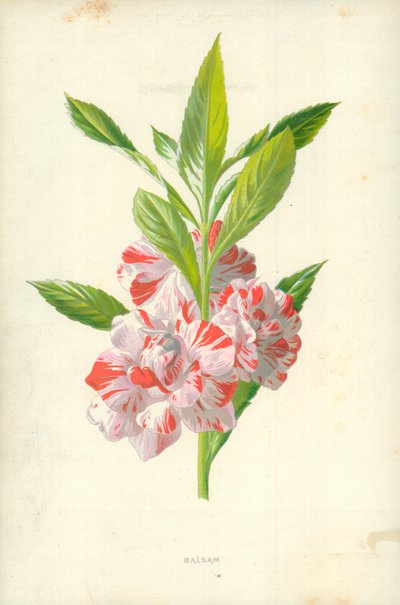 バーム 作： Frederick Edward Hulme
