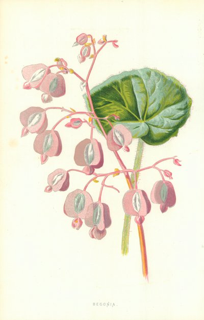 ベゴニア 作： Frederick Edward Hulme