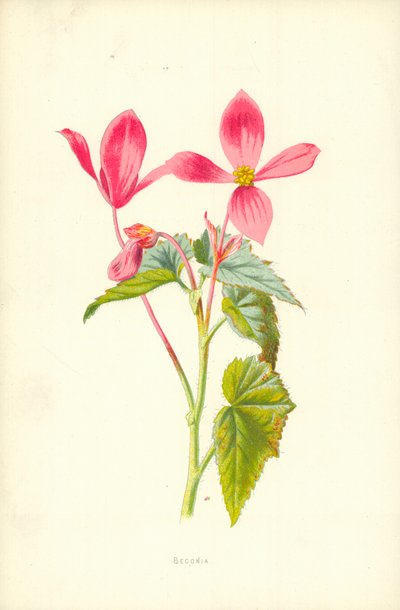 ベゴニア 作： Frederick Edward Hulme