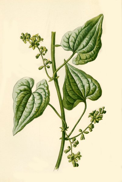Black Bryony、1877。 作： Frederick Edward Hulme