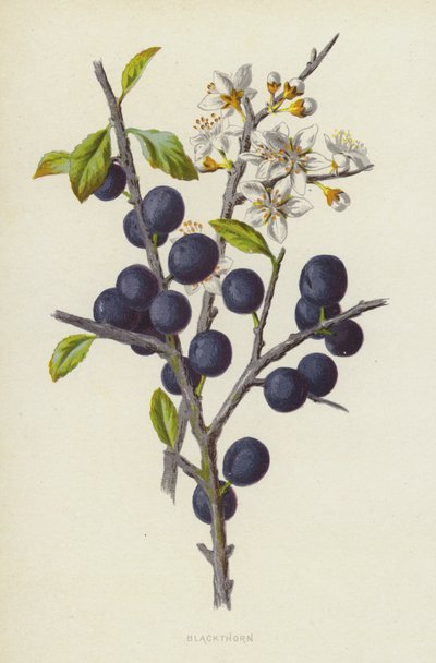 ブラックソーン（クロモリト） 作： Frederick Edward Hulme