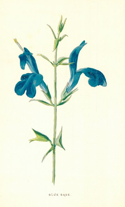 ブルーセージ 作： Frederick Edward Hulme