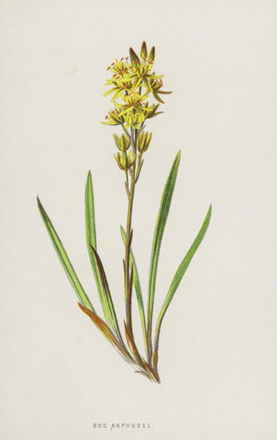 Bog Asphodel（chromolitho） 作： Frederick Edward Hulme