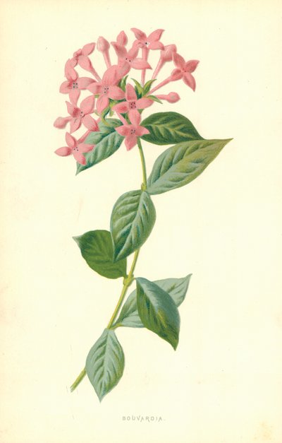 ブバルディア 作： Frederick Edward Hulme