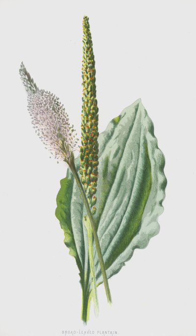 広葉オオバコ（chromolitho） 作： Frederick Edward Hulme