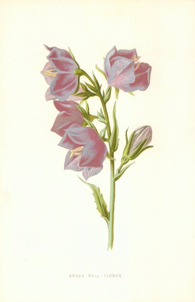 ブロードベルフラワー 作： Frederick Edward Hulme