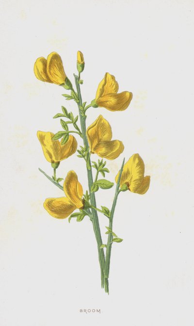 ほうき（クロモリト） 作： Frederick Edward Hulme