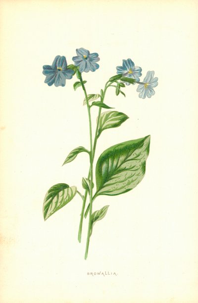 ブロワリア 作： Frederick Edward Hulme
