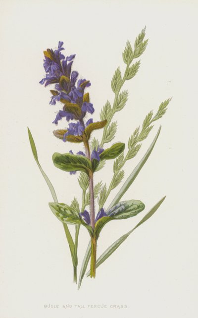 ビューグルとトールフェスクグラス（クロモリト） 作： Frederick Edward Hulme