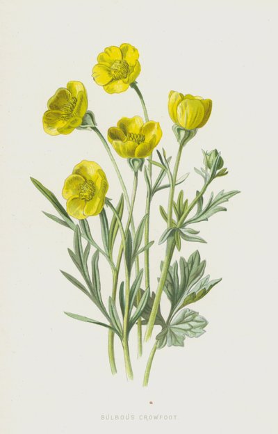 球根クロウフット（chromolitho） 作： Frederick Edward Hulme