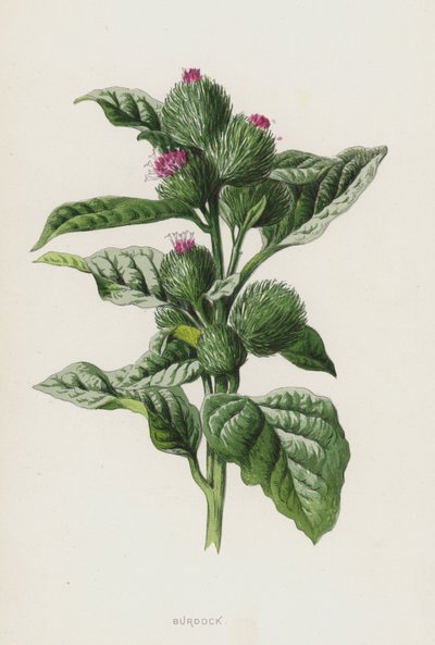 ごぼう（クロモリト） 作： Frederick Edward Hulme