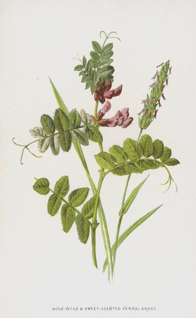 ブッシュベッチと甘い香りのヴァーナルグラス（クロモリト） 作： Frederick Edward Hulme