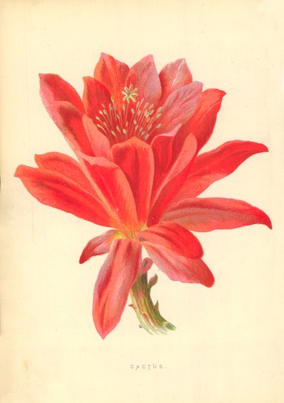 カクタス 作： Frederick Edward Hulme