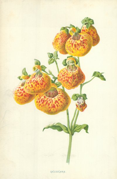 カルセオラリア 作： Frederick Edward Hulme