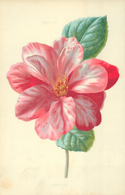 カメリア 作： Frederick Edward Hulme