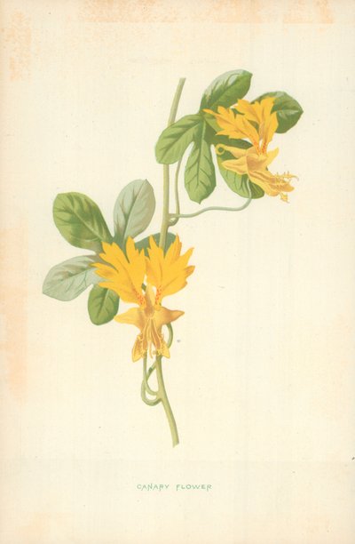 カナリアフラワー 作： Frederick Edward Hulme