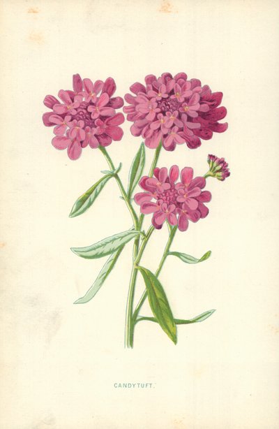 キャンディタフト 作： Frederick Edward Hulme