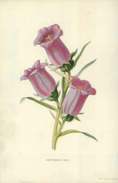 カンタベリーベル 作： Frederick Edward Hulme