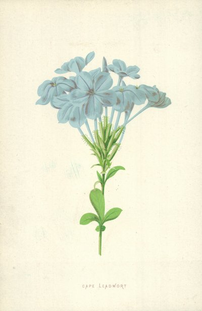 ケープリードワート 作： Frederick Edward Hulme