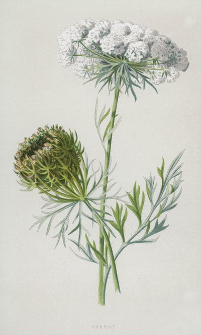 ニンジン（クロモリト） 作： Frederick Edward Hulme