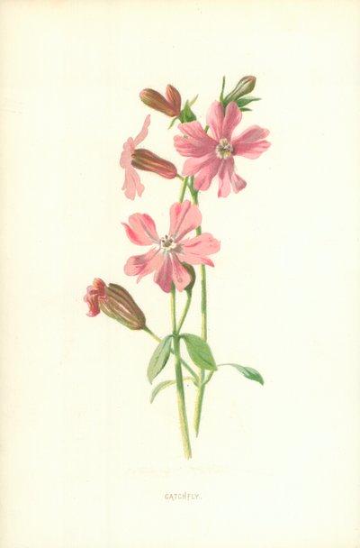 キャッチフライ 作： Frederick Edward Hulme