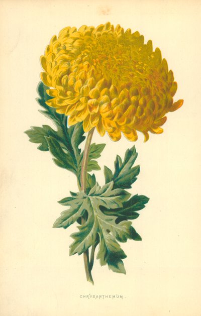菊 作： Frederick Edward Hulme