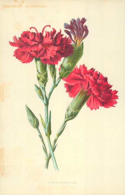 クローブカーネーション 作： Frederick Edward Hulme