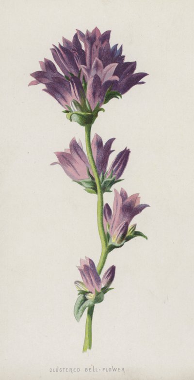 クラスター化されたベルフラワー（クロモリト） 作： Frederick Edward Hulme