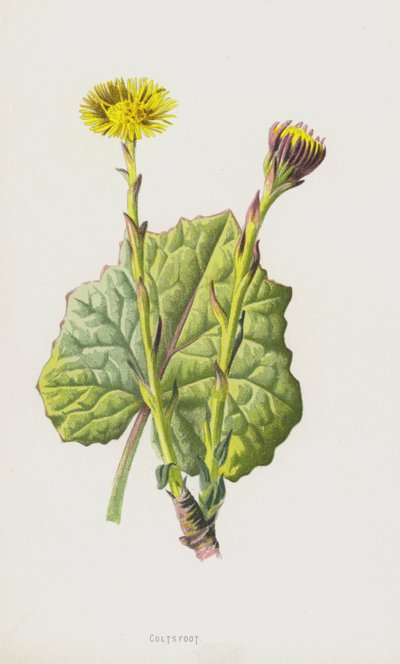 フキタンポポ（クロモリト） 作： Frederick Edward Hulme