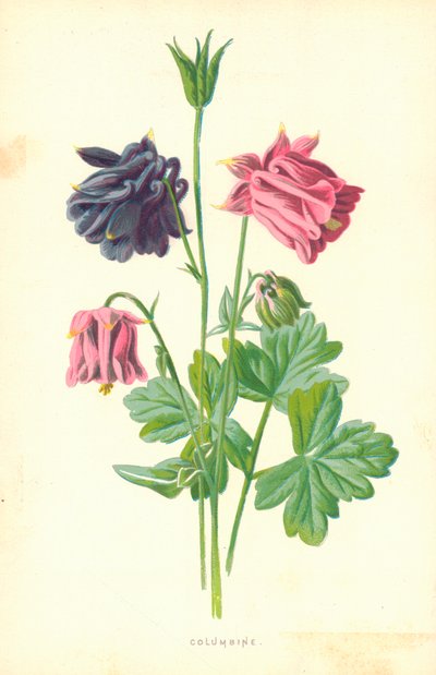コロンバイン 作： Frederick Edward Hulme