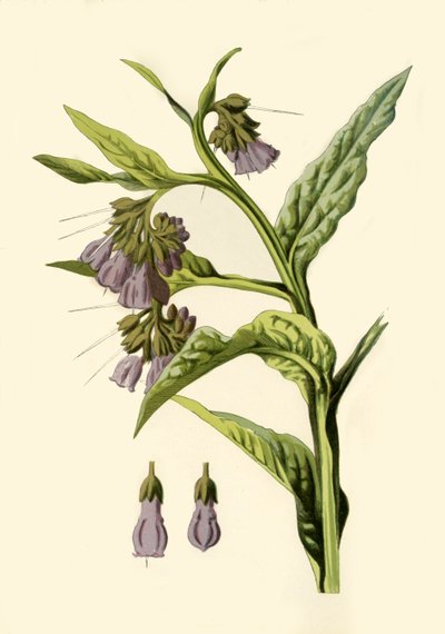 コンフリー、1877年。 作： Frederick Edward Hulme